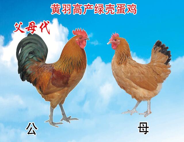 济宁百日鸡孵化厂